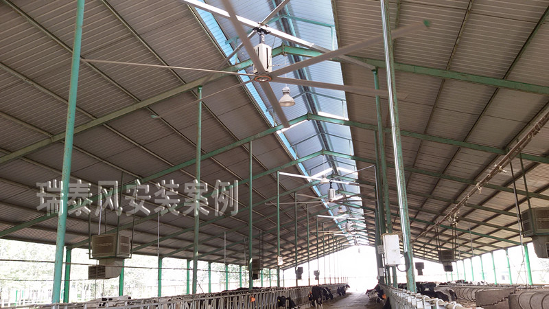 瑞泰風(fēng)工廠車間用大型工業(yè)吊扇，養(yǎng)殖場應(yīng)用案例